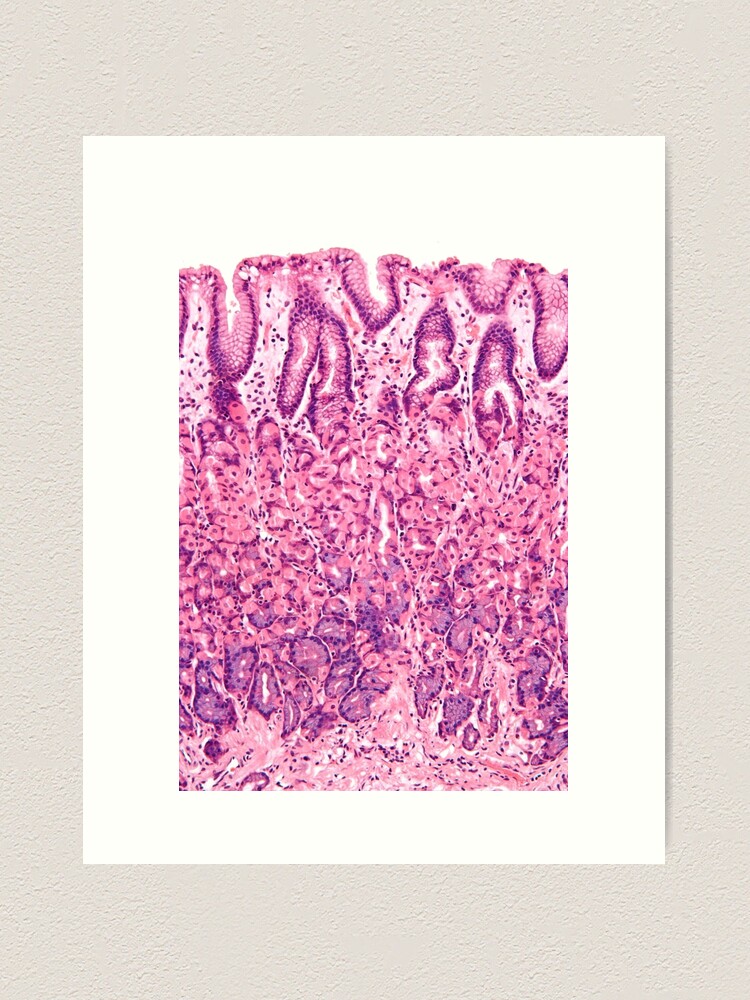 Aperçu 1 sur 3. Impression artistique avec l'œuvre Histologie de l'estomac créée et vendue par deltoid.