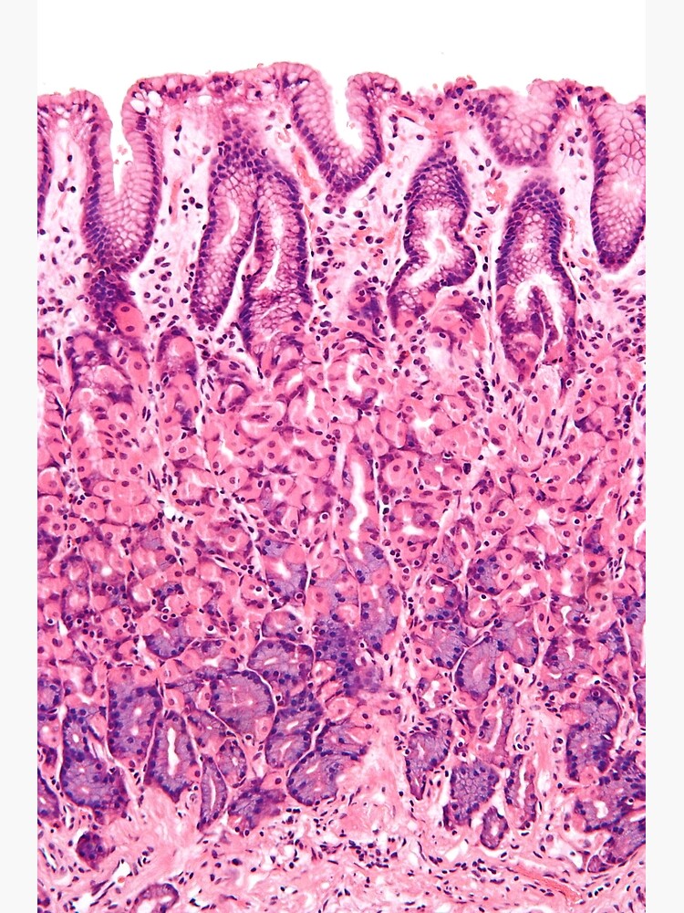 Aperçu 3 sur 3. Impression artistique avec l'œuvre Histologie de l'estomac créée et vendue par deltoid.