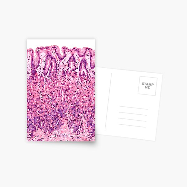 Stomach Histology Postcard