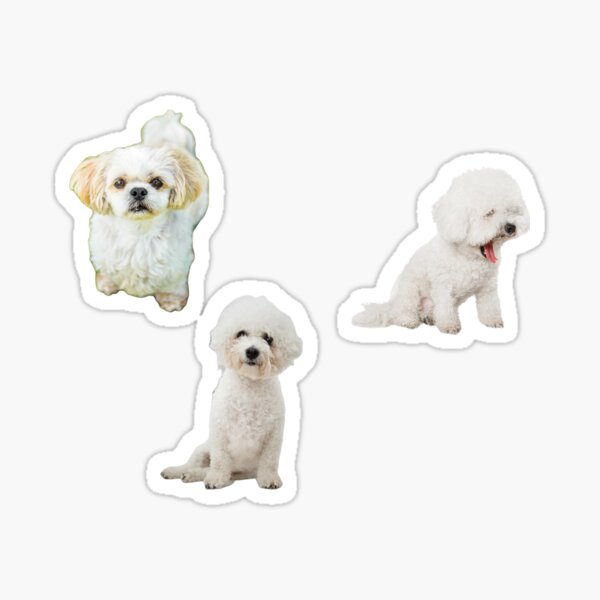 Shichon gifts 2025