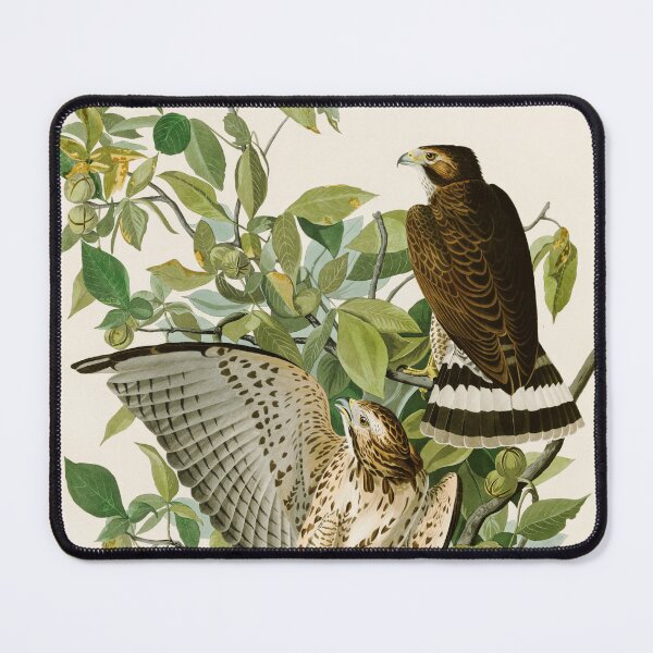 Item preview, Broad Winged Hawk - John James Audubon Birds of America designed and sold by Natural History Prints.