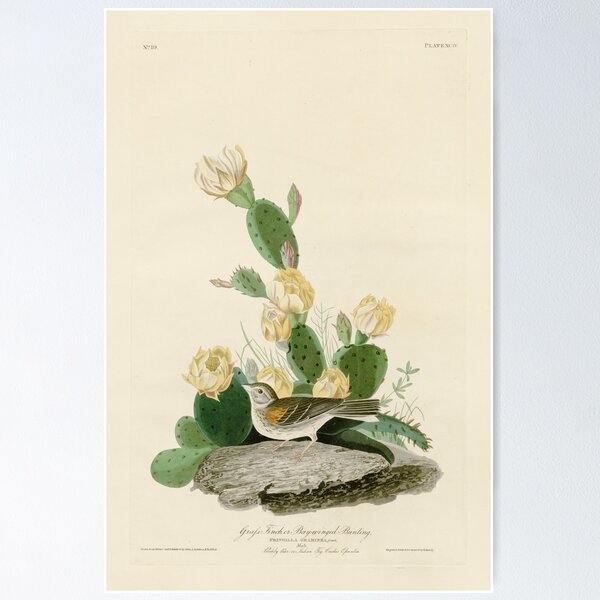 Item preview, Grass Finch or Bay-winged Bunting by John James Audubon designed and sold by Natural History Prints.
