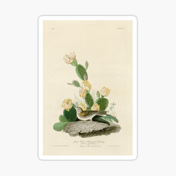 Item preview, Grass Finch or Bay-winged Bunting by John James Audubon designed and sold by Natural History Prints.
