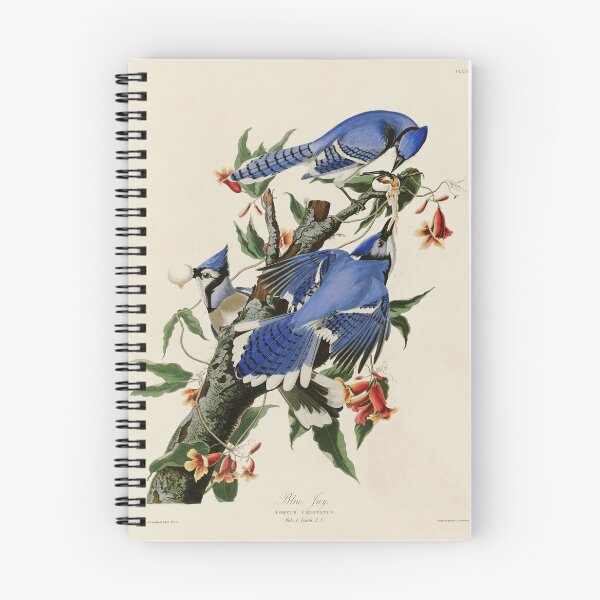 Item preview, Blue Jay - John James Audubon Birds of America designed and sold by Natural History Prints.