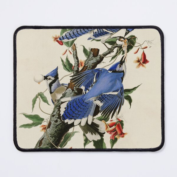 Item preview, Blue Jay - John James Audubon Birds of America designed and sold by Natural History Prints.