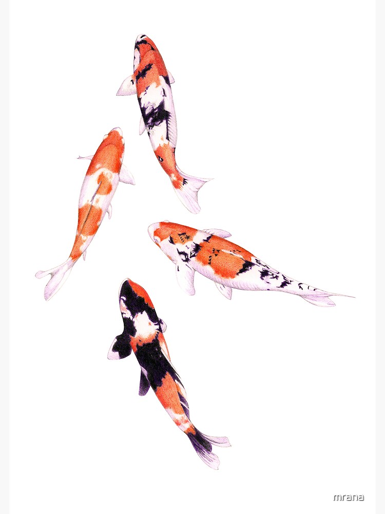 Floating Koi by mrana