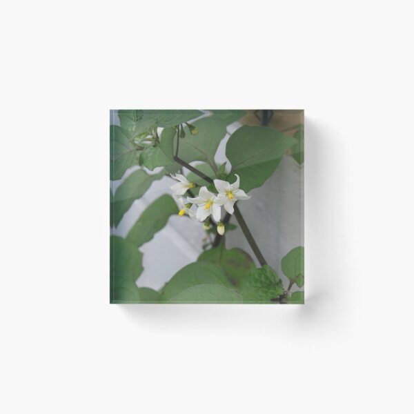 Item preview, Solanum nigrum flowers designed and sold by greentiger1.