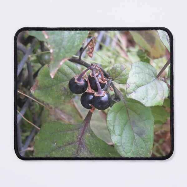 Item preview, Solanum nigrum fruit designed and sold by greentiger1.