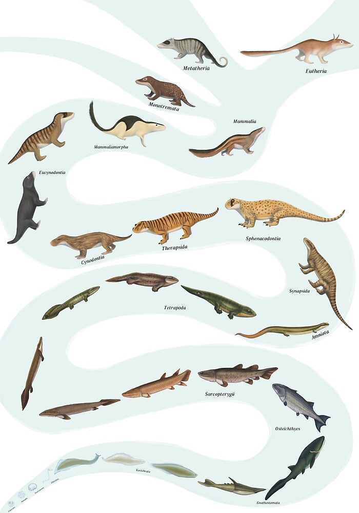 "Mammal evolution" by synapsid | Redbubble