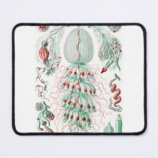 Item preview, Siphonophorae–State Jellyfish from Kunstformen der Natur (1904) by Ernst Haeckel designed and sold by TeeARTHY.