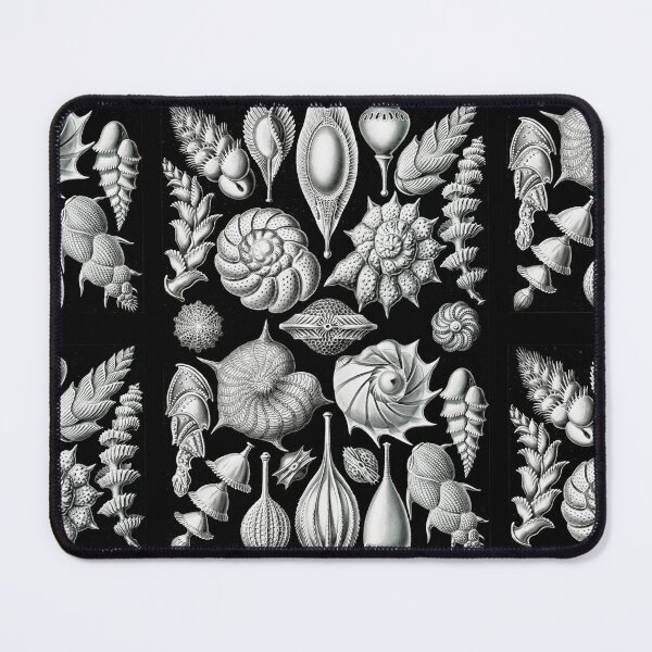 Item preview, Thalamophora–Kammerlinge from Kunstformen der Natur (1904) by Ernst Haeckel designed and sold by TeeARTHY.