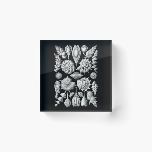 Item preview, Thalamophora–Kammerlinge from Kunstformen der Natur (1904) by Ernst Haeckel designed and sold by TeeARTHY.
