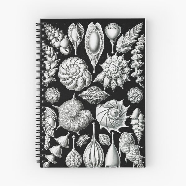 Item preview, Thalamophora–Kammerlinge from Kunstformen der Natur (1904) by Ernst Haeckel designed and sold by TeeARTHY.