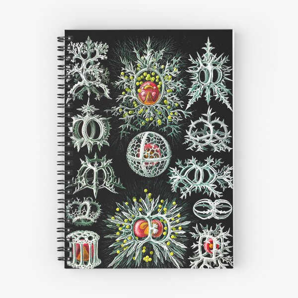 Item preview, Stephoidea–Ringelstrahlinge from Kunstformen der Natur (1904) by Ernst Haeckel  designed and sold by TeeARTHY.