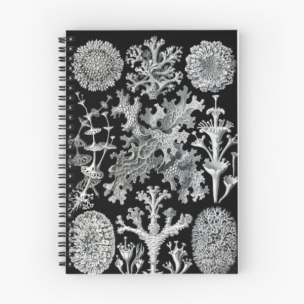 Item preview, Lichenes–Flechten -Illustration lichens  (1904) by Ernst Haeckel. Original from Library of Congress designed and sold by TeeARTHY.