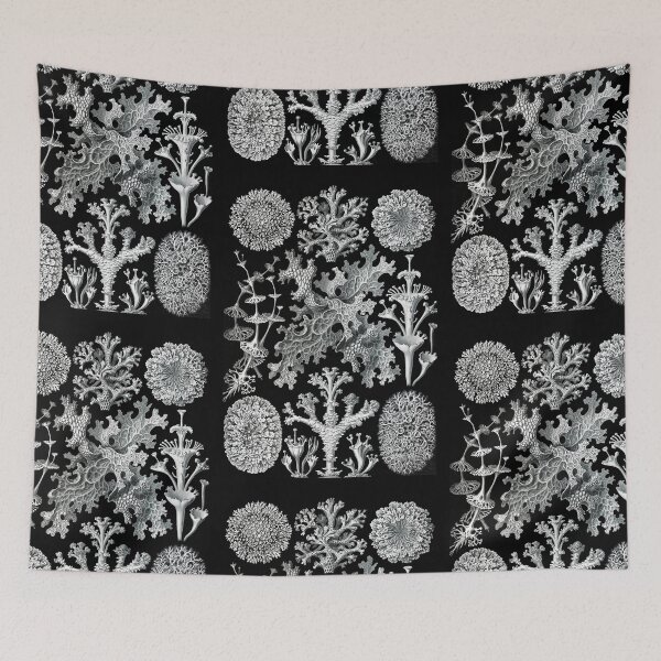 Item preview, Lichenes–Flechten -Illustration lichens  (1904) by Ernst Haeckel. Original from Library of Congress designed and sold by TeeARTHY.