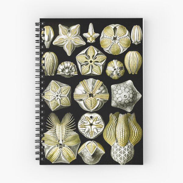 Item preview, Blastoïdea–Knospensterne from Kunstformen der Natur (1904) by Ernst Haeckel designed and sold by TeeARTHY.