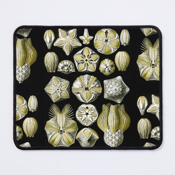 Item preview, Blastoïdea–Knospensterne from Kunstformen der Natur (1904) by Ernst Haeckel designed and sold by TeeARTHY.
