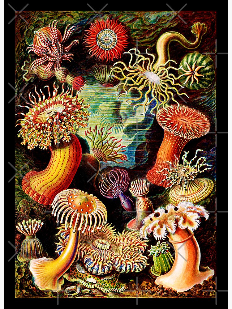Actiniae–Seeanemonen by Ernst Haeckel -Actiniae Sea Anemones by