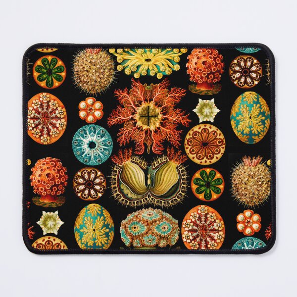 Item preview, Ascidiae–Seescheiden- sea squirts  by Ernst Haeckel  designed and sold by TeeARTHY.