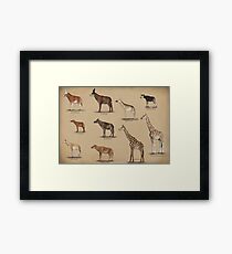 Giraffidae- giraffe, okapi, and their extinct relatives. Framed Print