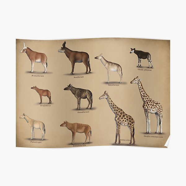 Giraffidae- giraffe, okapi, and their extinct relatives. Poster