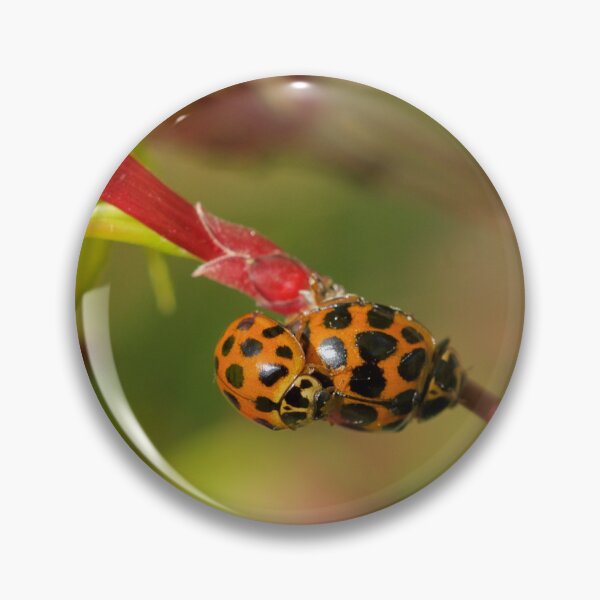 Item preview, Ladybugs Piggyback designed and sold by D-GaP.