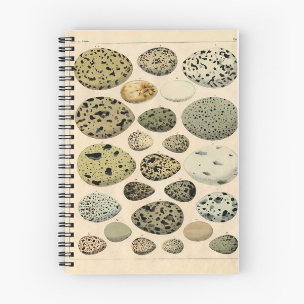 Item preview, aesthetic egg pack designed and sold by Anne Peoples.