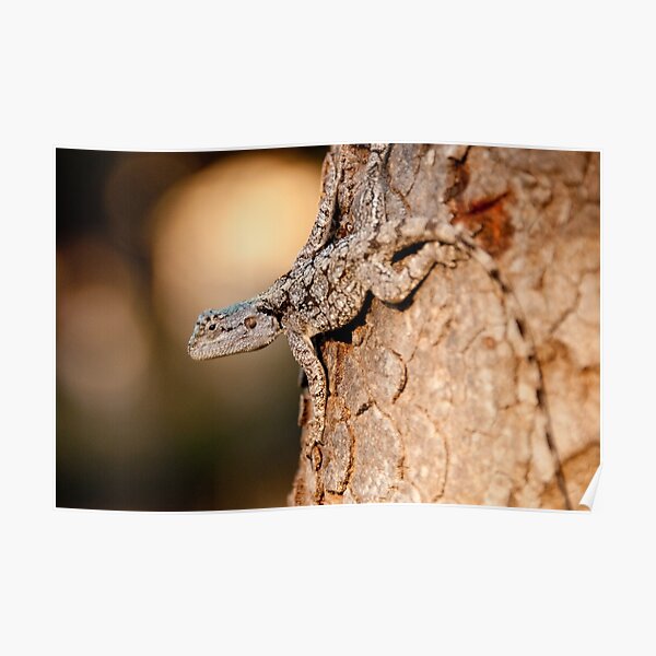 Southern Tree Agama, Kruger National Park, South Africa Poster