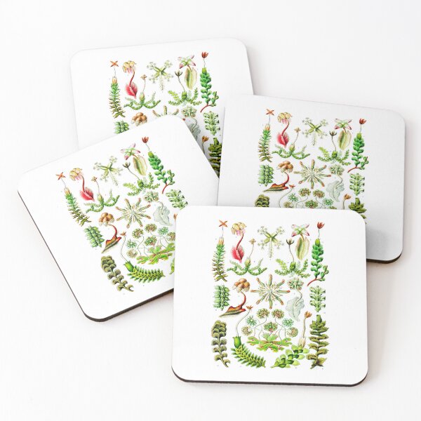 Item preview, Hepaticae–Lebermoose -Liverworts Ernst Haeckel designed and sold by TeeARTHY.