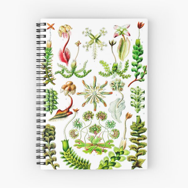 Item preview, Hepaticae–Lebermoose -Liverworts Ernst Haeckel designed and sold by TeeARTHY.