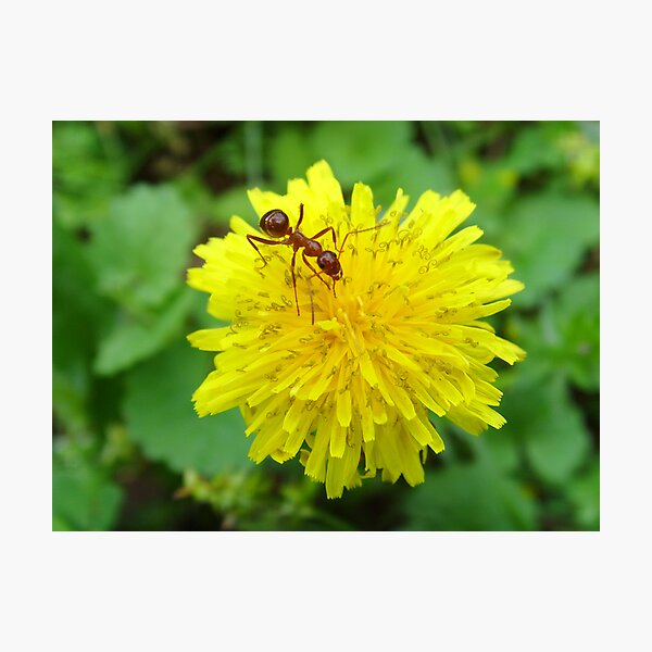 Item preview, Ant on a Dandelion  designed and sold by kelleybear.