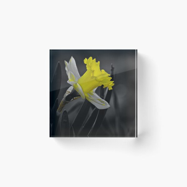 Item preview, Glowing yellow daffodil in the sun designed and sold by BBrightman.