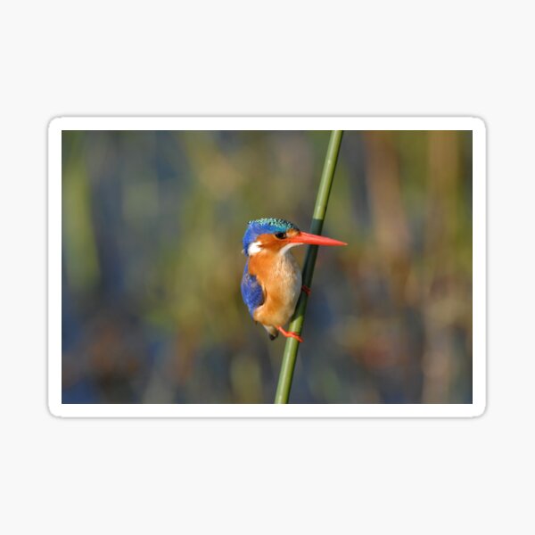 Malachite Kingfisher Sticker