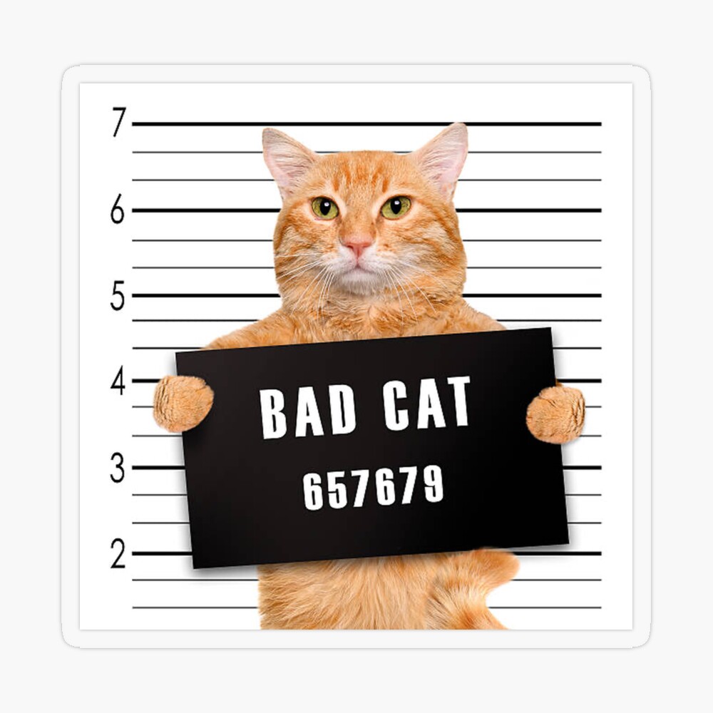 Bad cat Print A4 size picture Naughty scruffy miserable -  Portugal