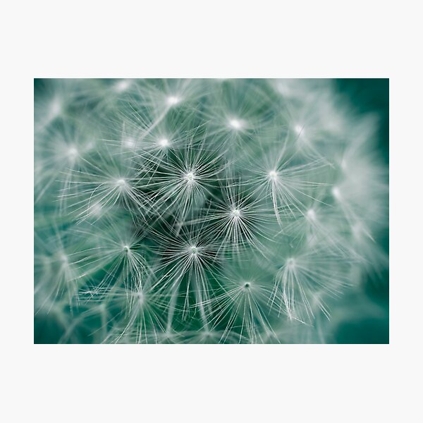 Shroud Of Silk Photographic Print
