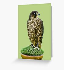 Falcon Greeting Card