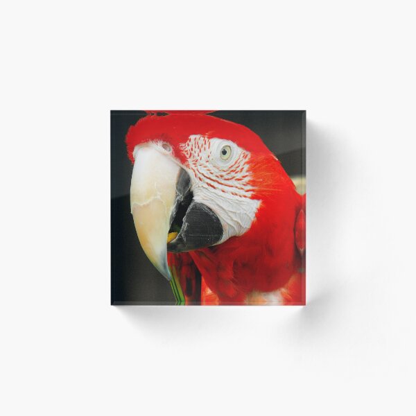Munching on seeds Acrylic Block