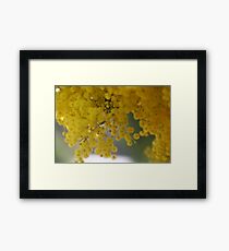 Wattle Framed Print