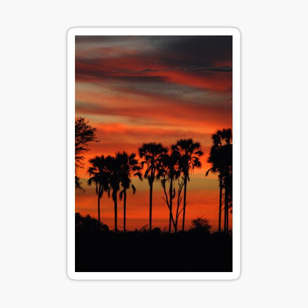 Sunset and Real Fan Palms Sticker