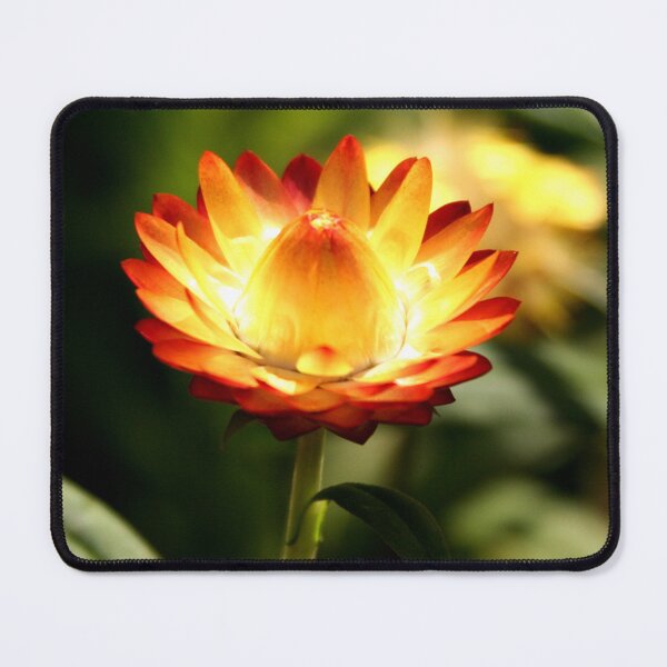 Item preview, Fire Flower designed and sold by XCEEDTRANSITION.