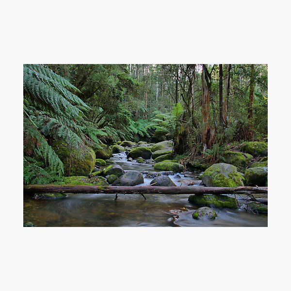 Toorongo River Photographic Print
