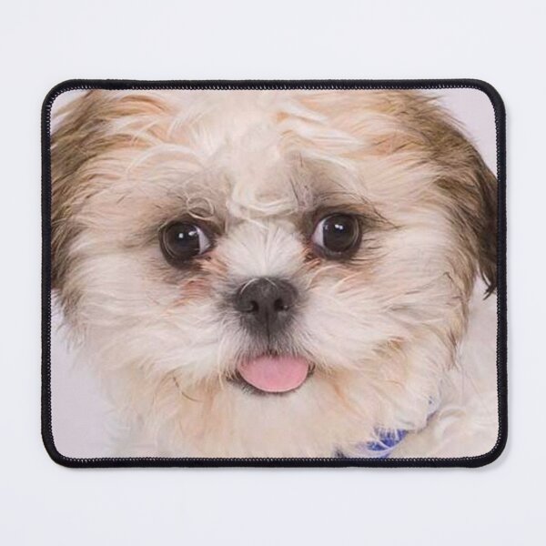 Item preview, Zuchon Dog designed and sold by Trendy Design.