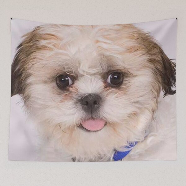 Item preview, Zuchon Dog designed and sold by Trendy Design.