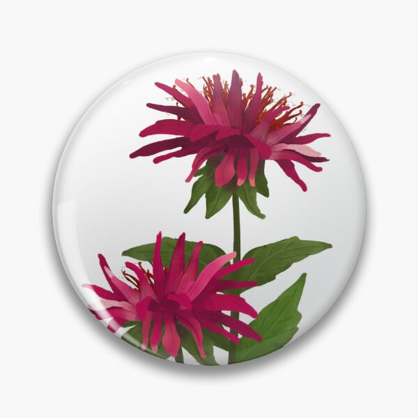 Item preview, Bee Balm (Monarda) designed and sold by PAPERPLAN.