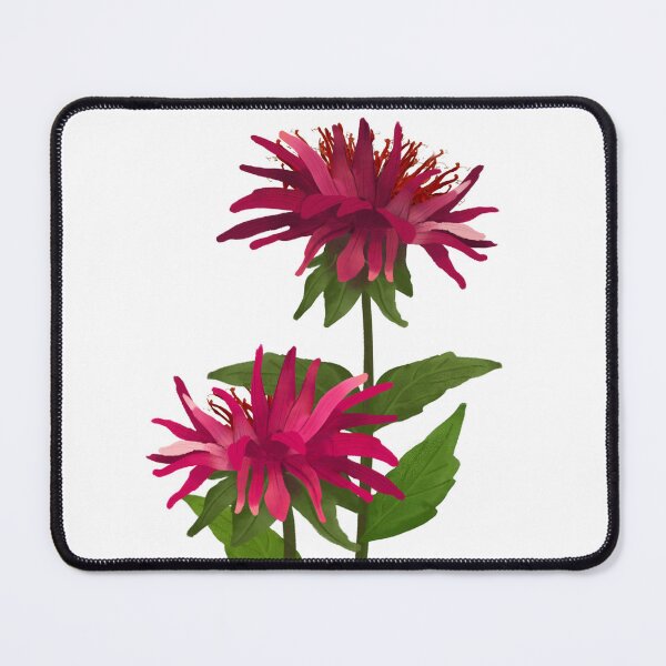 Item preview, Bee Balm (Monarda) designed and sold by PAPERPLAN.