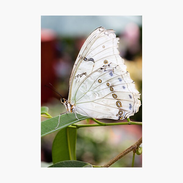Item preview, White Morpho II designed and sold by PhotosByHealy.