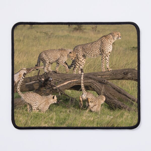 Item preview, Cheetah - Mother and Cubs designed and sold by FlyladyphotoBWC.