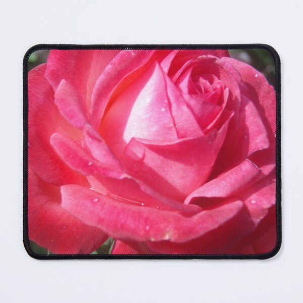 Item preview, Bright Sun Hot Pink Rose Photo Print And Others designed and sold by nhitori.