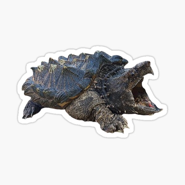 Deborah, the alligator snapping turtle - Page 2